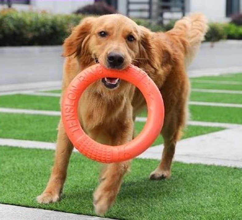 Dog Ring Toy: Green