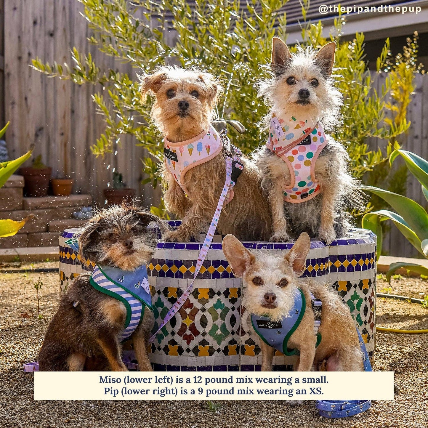 The Set Sail Reversible Harness