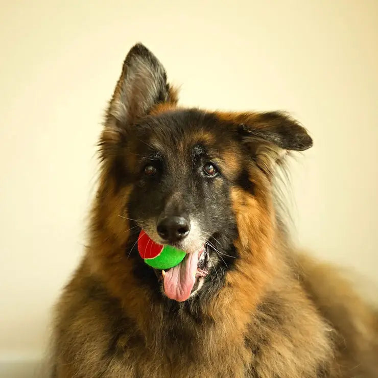 Christmas Tennis Balls - 6pk
