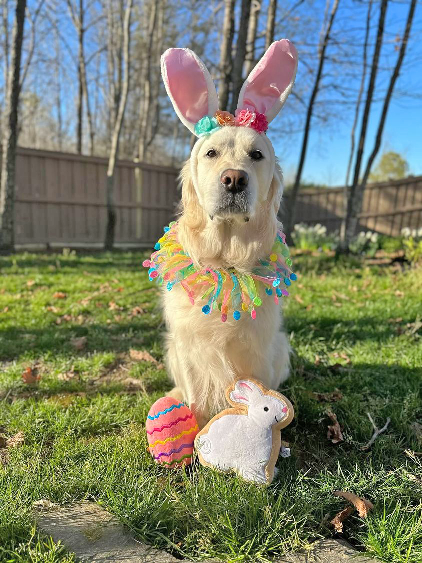 Sugar Cookie Easter Bunny Dog Toy