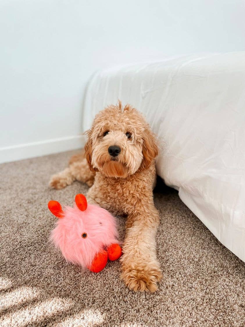 Love Bug Valentine's Day Dog Toy