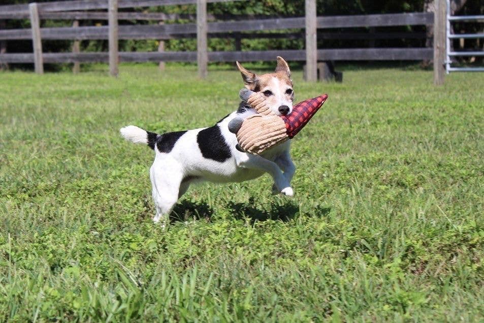 Large Gnome with Squeaker Dog Toy - 12"