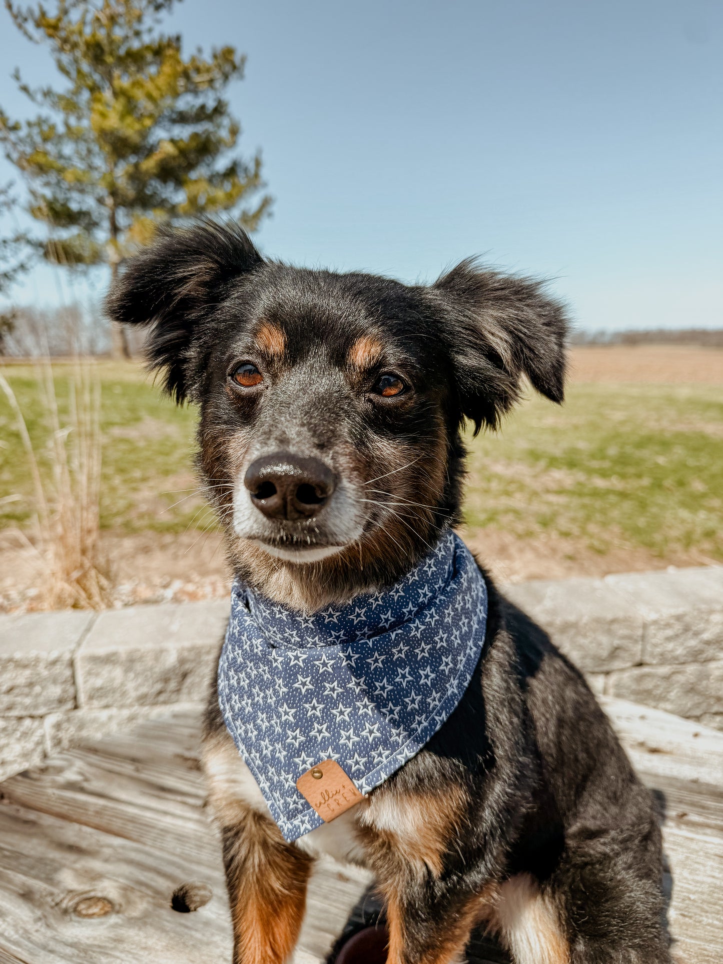 Blue Star Bandana