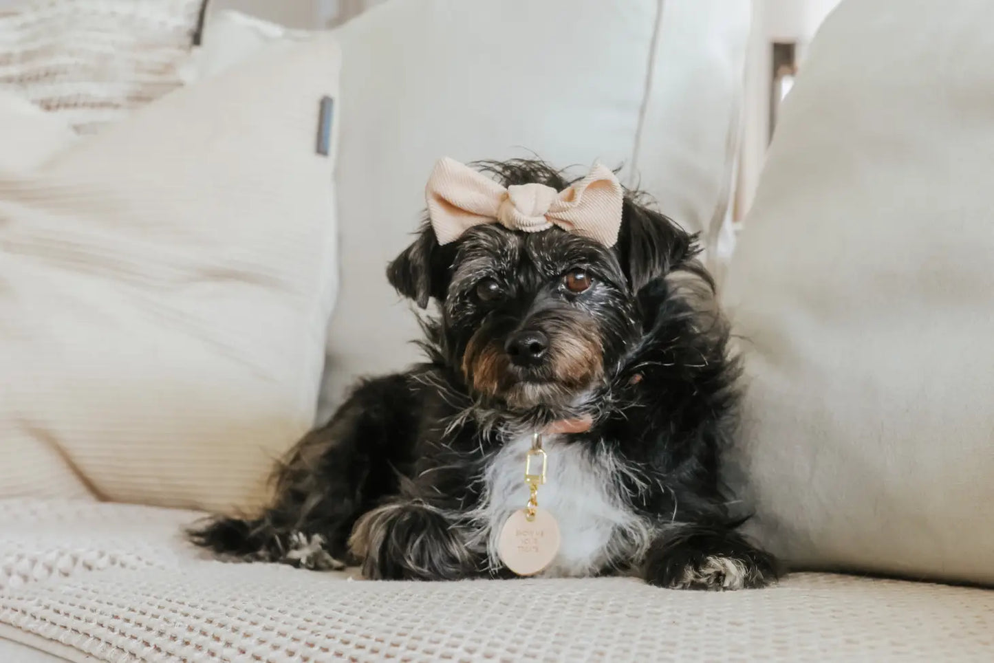 ‘Show Me Your Treats’ Leather Pet Collar Charm