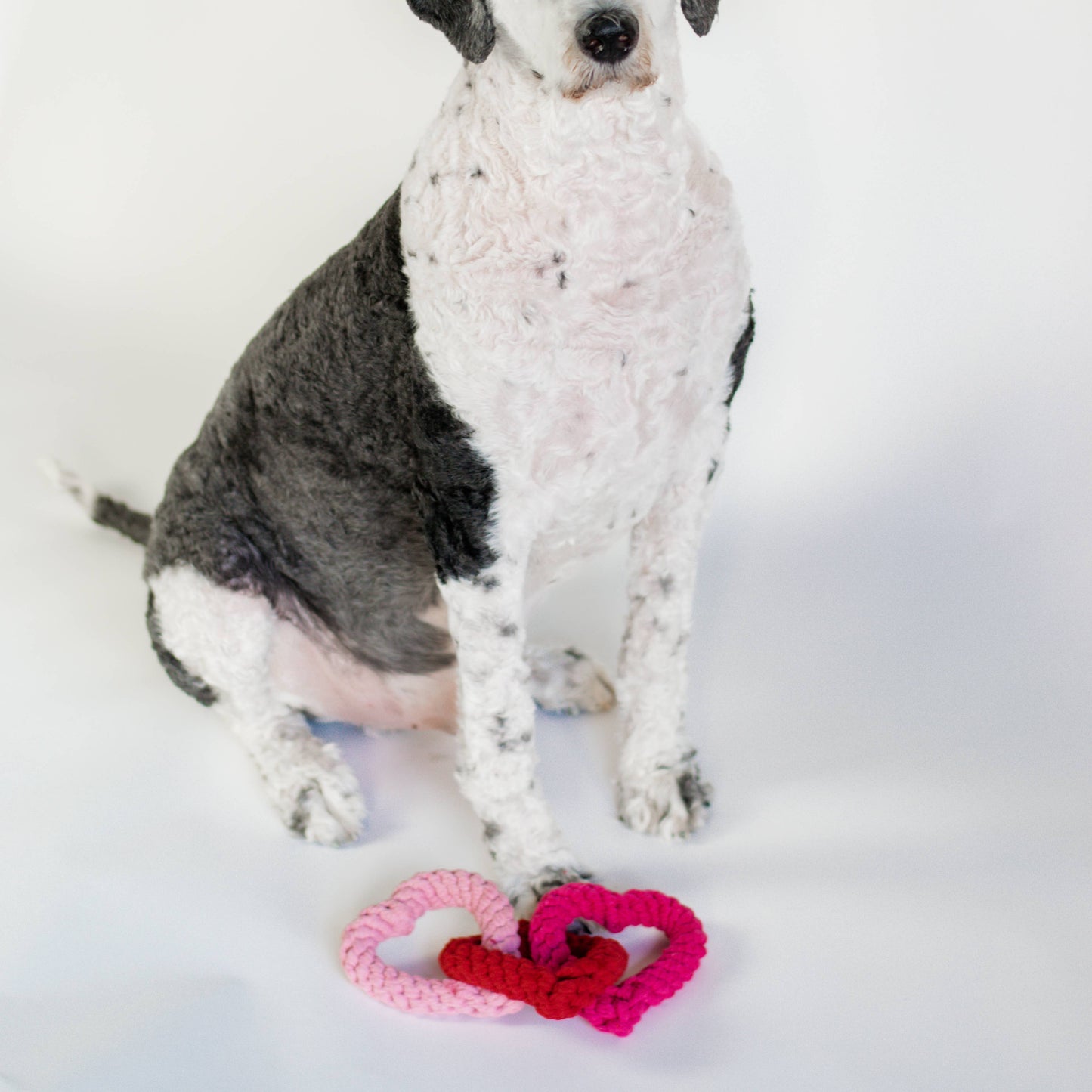Interlocking Heart Rope Valentine Dog Toy