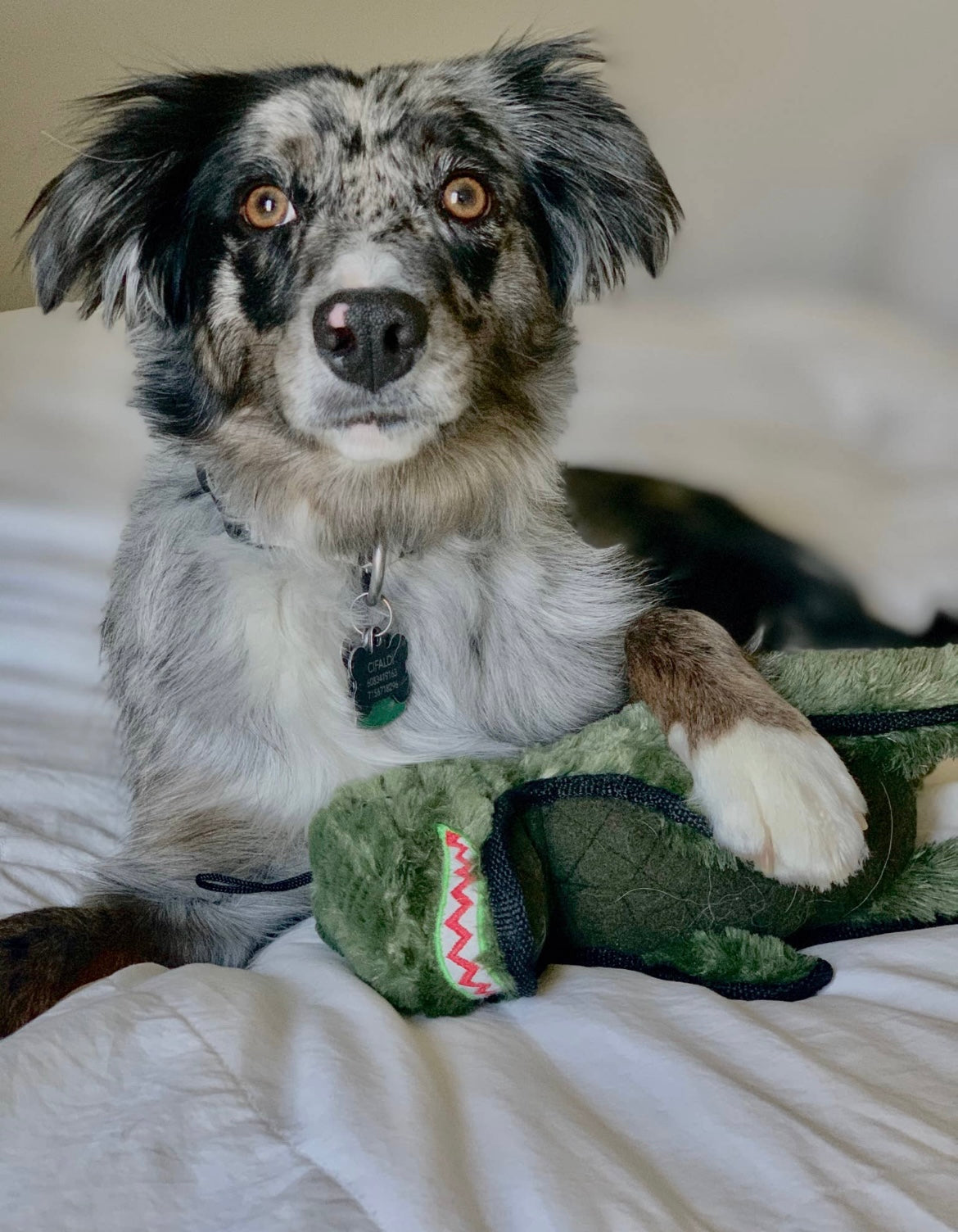 Ruffian T-Rex