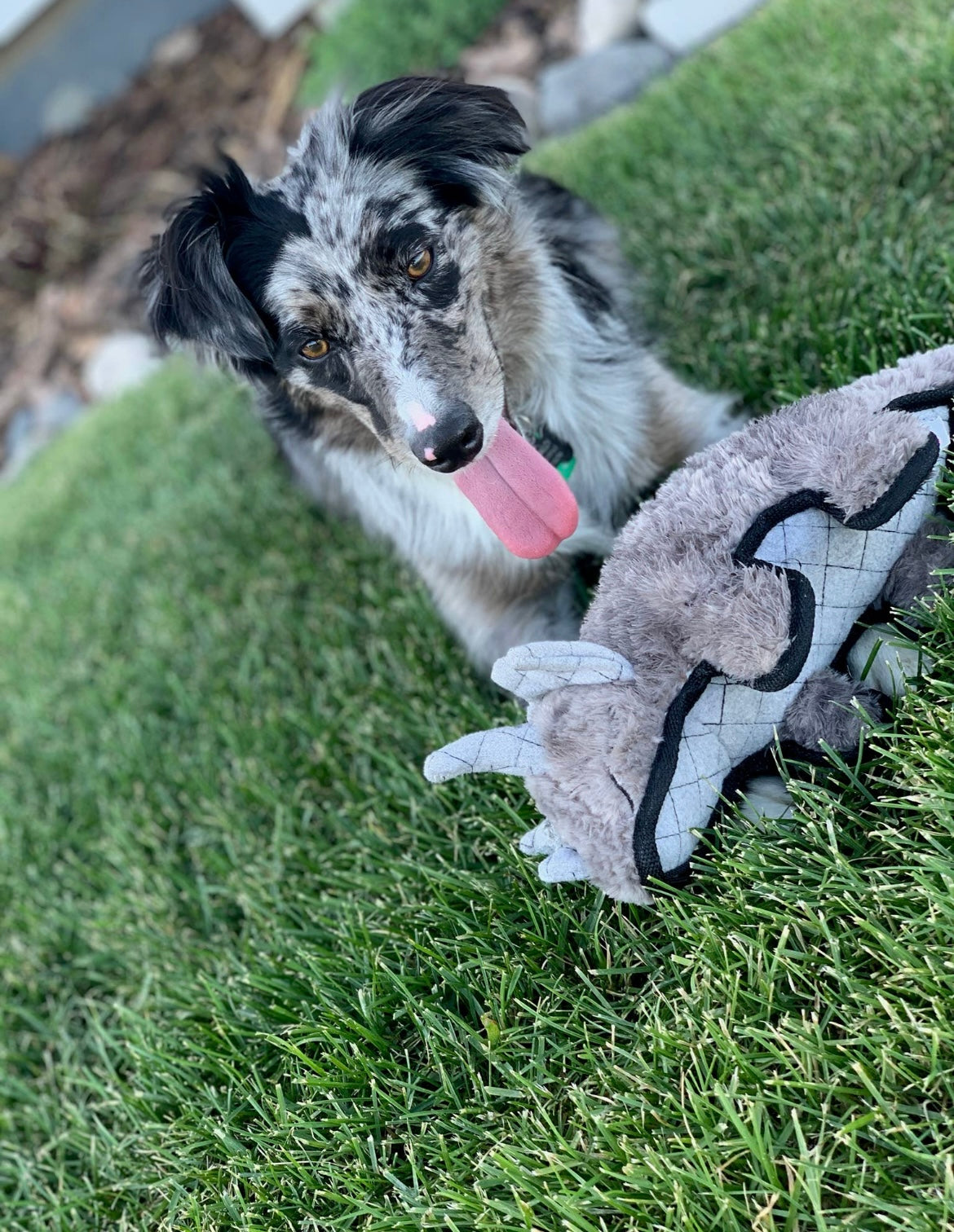 Ruffian Triceratops