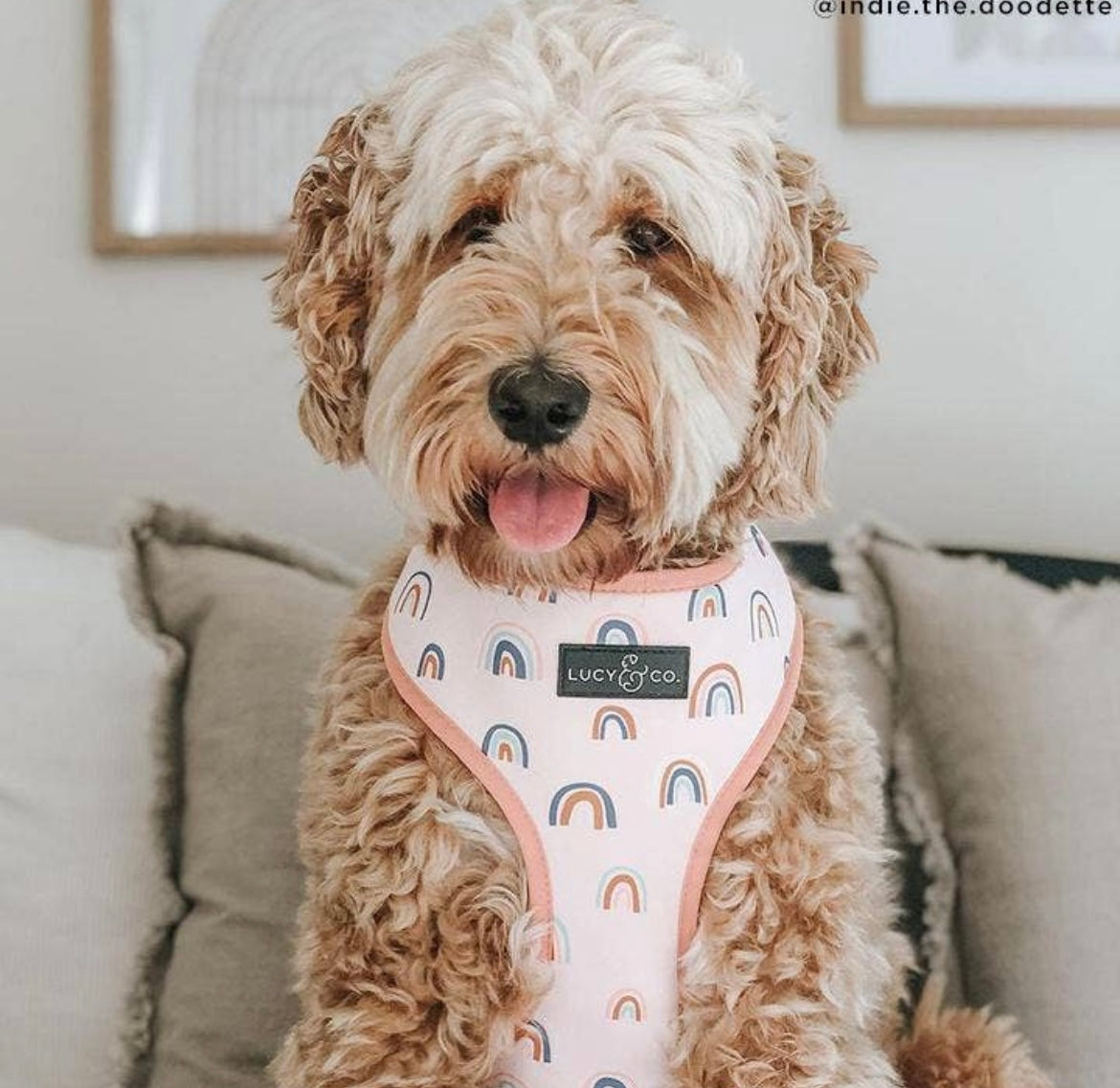 In the Clouds Reversible Harness