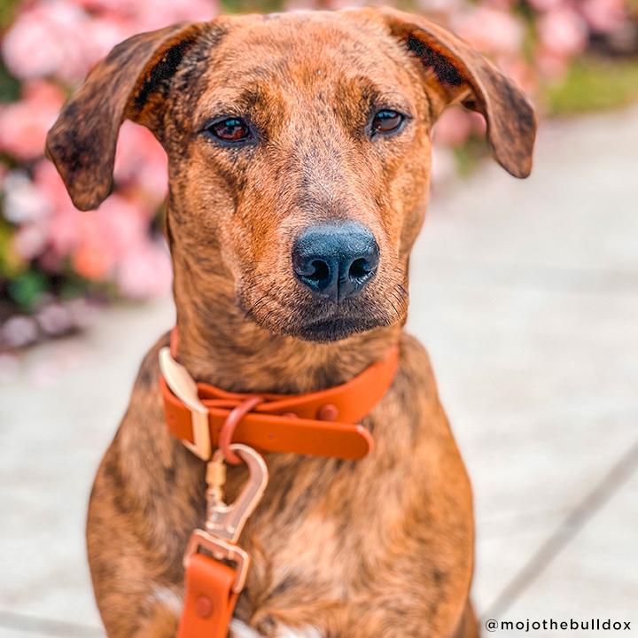 Terracotta Everyday PVC Collar