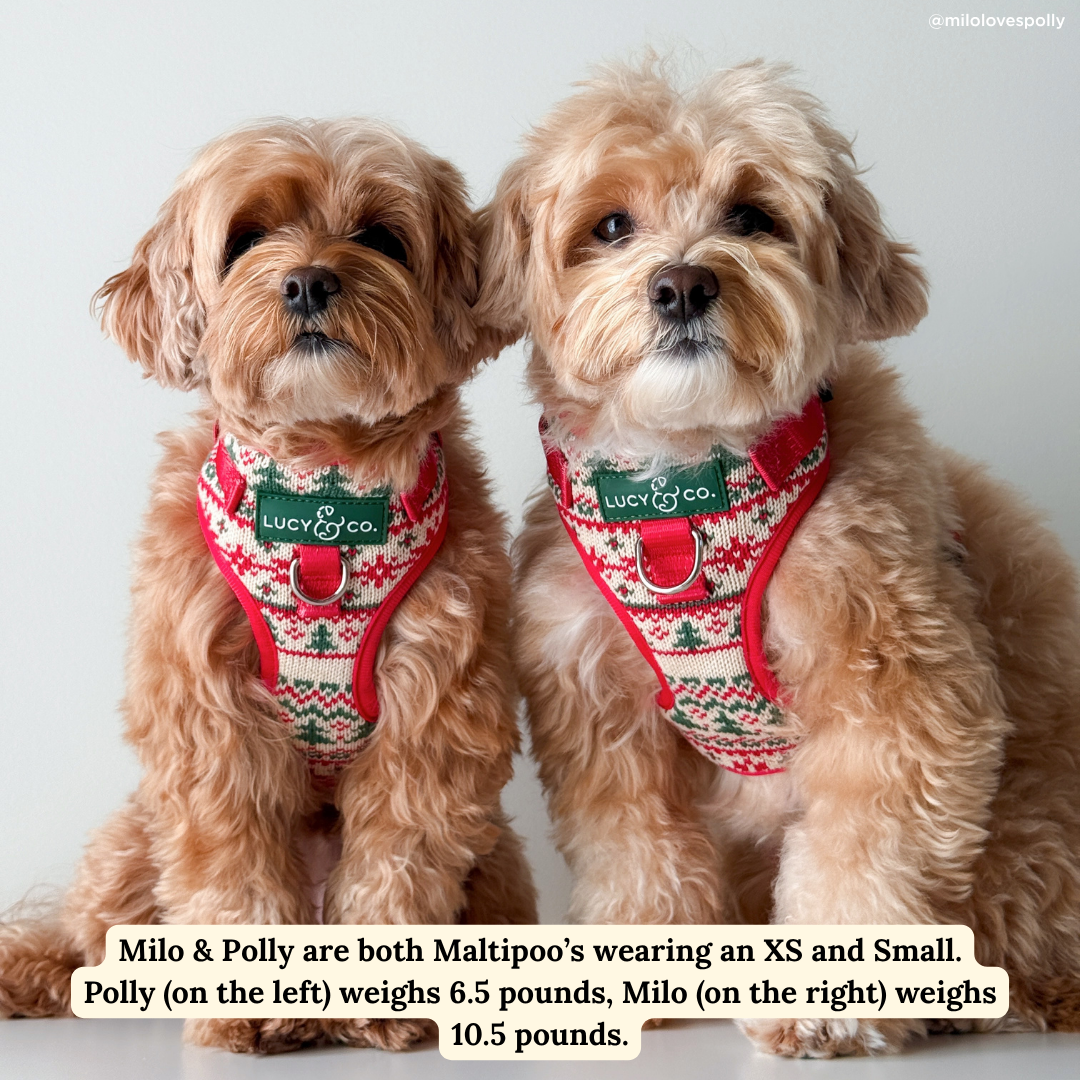 Let it Snow No-Pull Harness