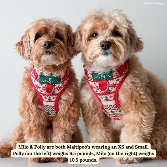 Let it Snow No-Pull Harness