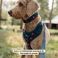 Appley Ever After Corduroy No-Pull Harness