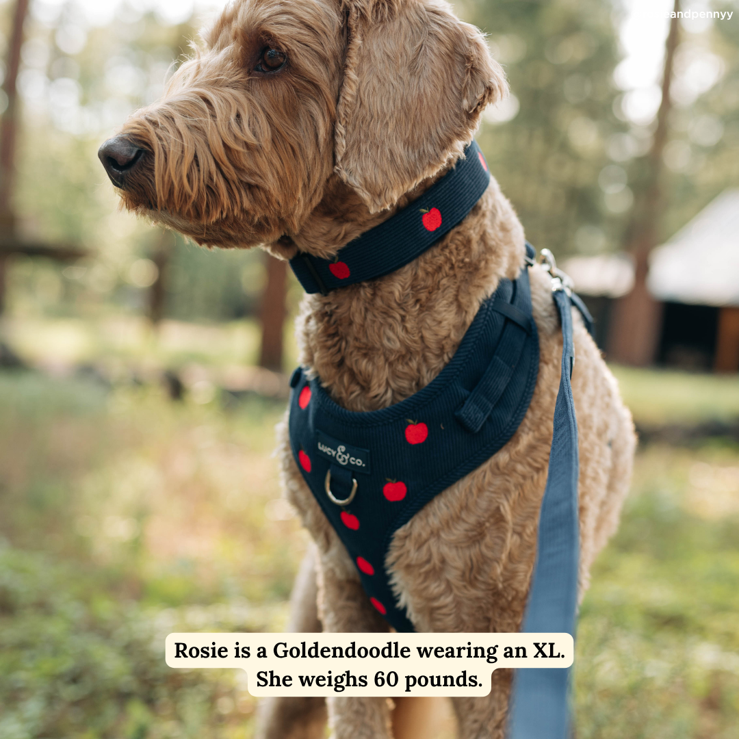 Appley Ever After Corduroy No-Pull Harness