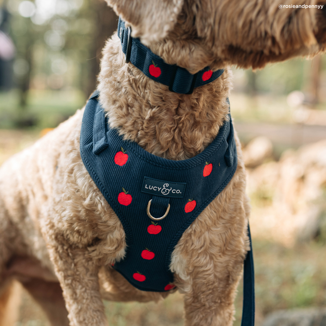 Appley Ever After Corduroy No-Pull Harness