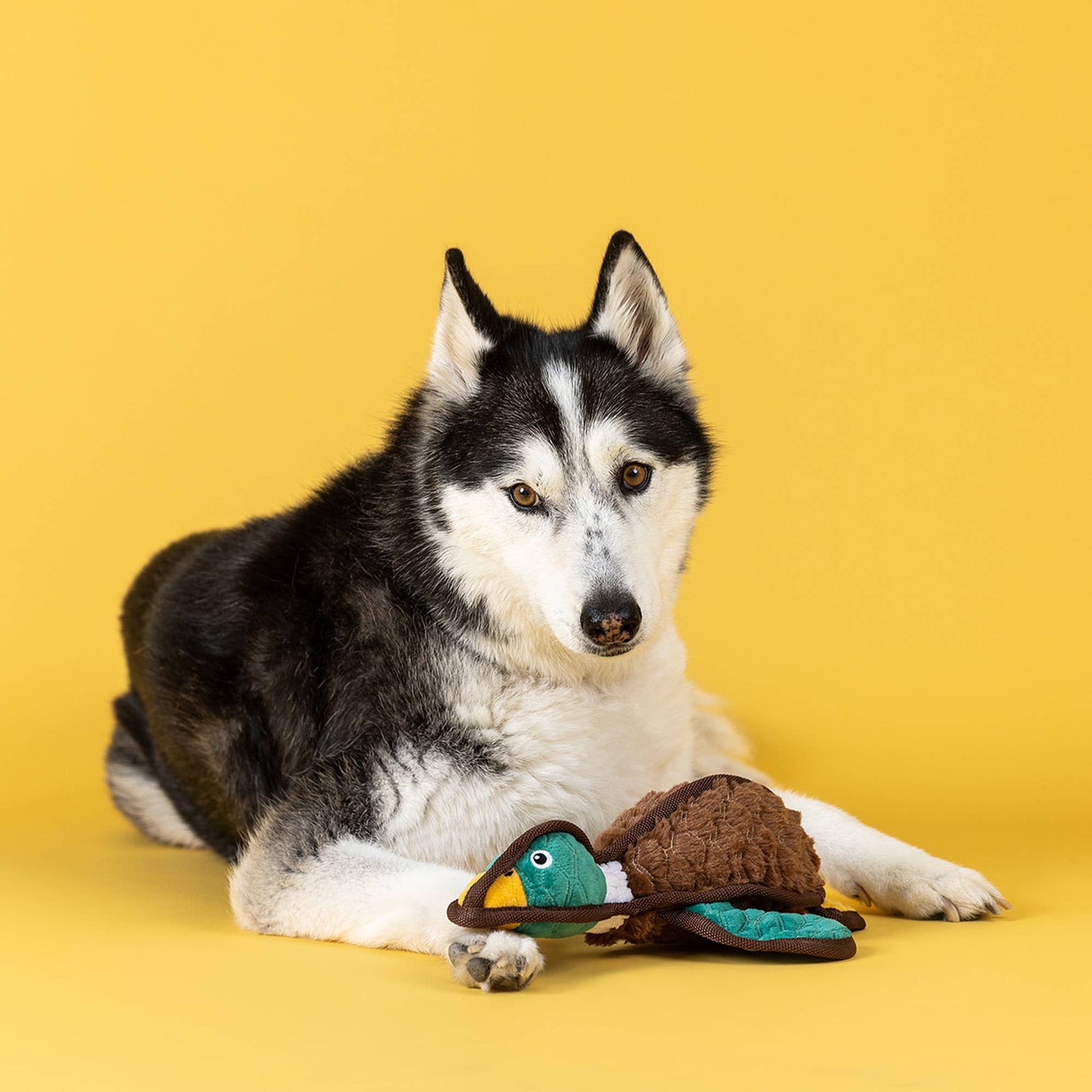 Heading South Durable Plush Dog Toy