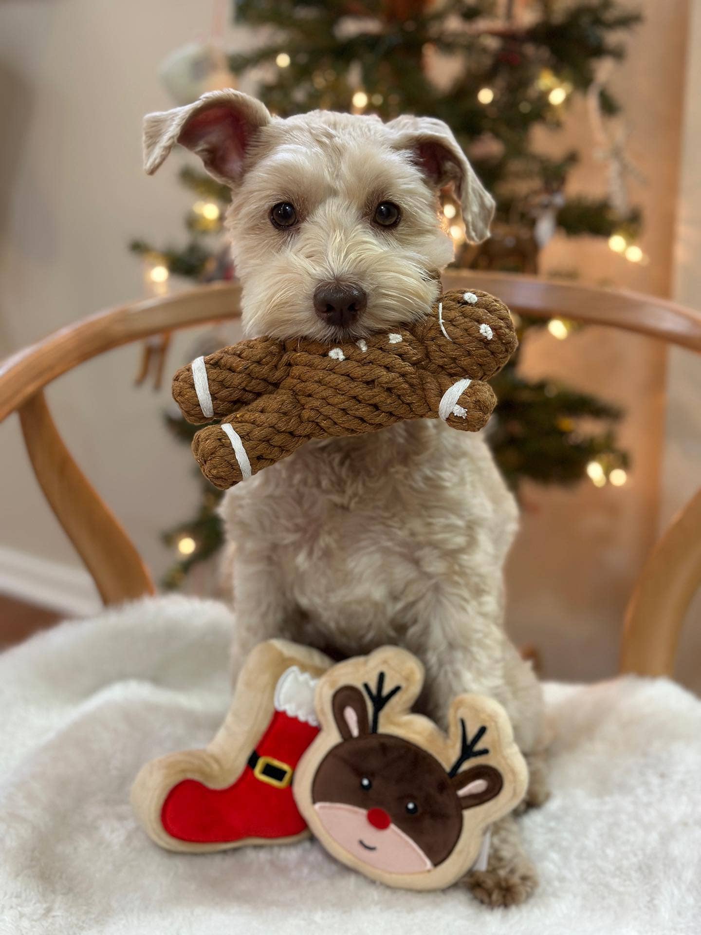 Gingerbread Man Rope Dog Toy