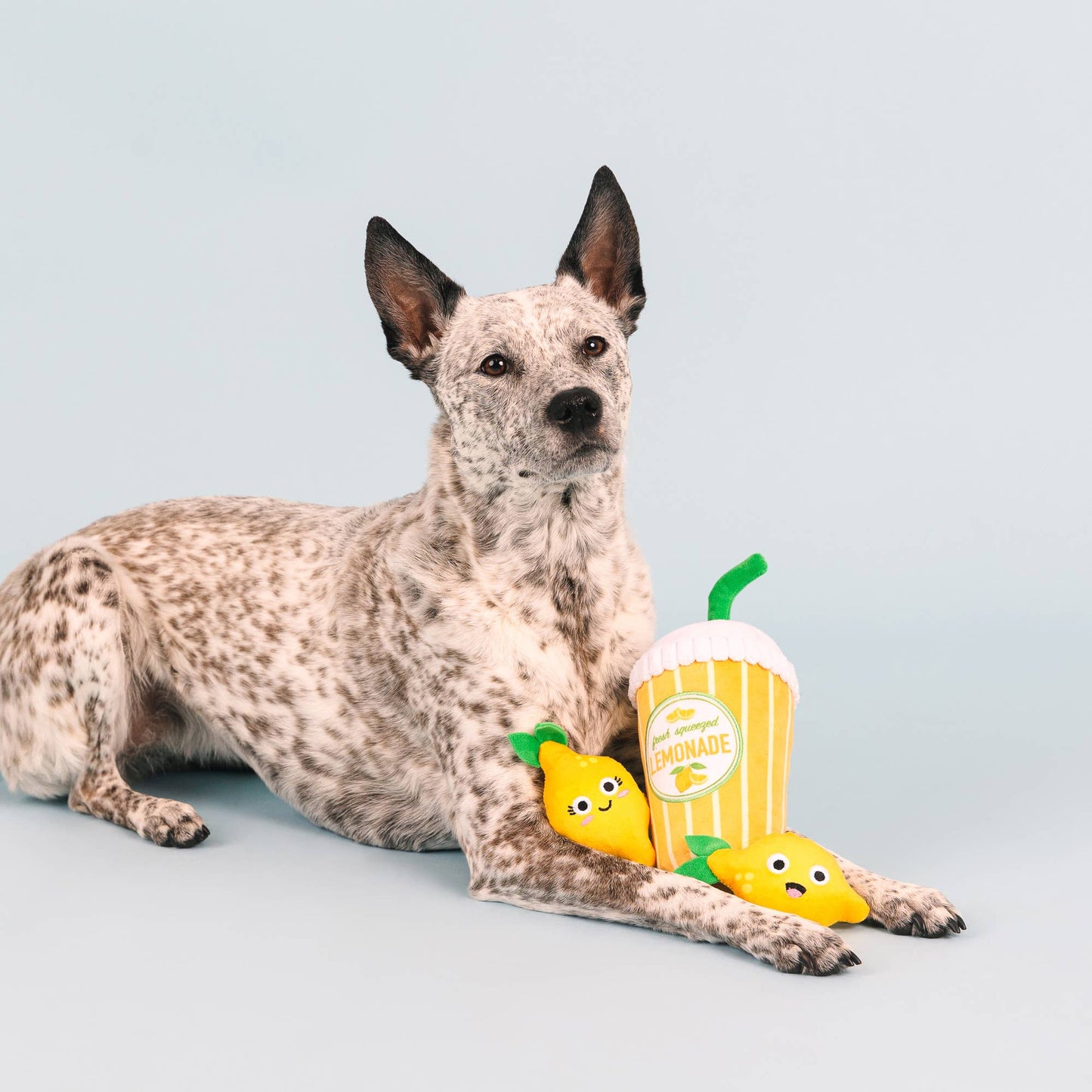 Pucker Up Dog Toy Set with Loud Squeakers