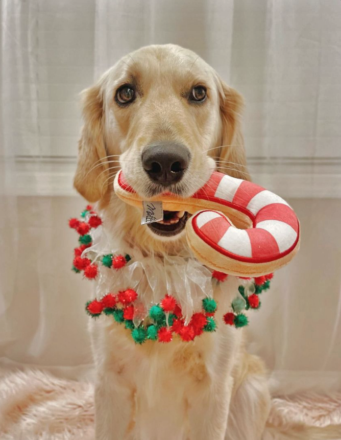 Candy Cane Sugar Cookie Plush Dog Toy