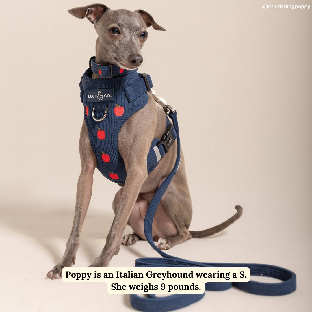 Appley Ever After Corduroy No-Pull Harness