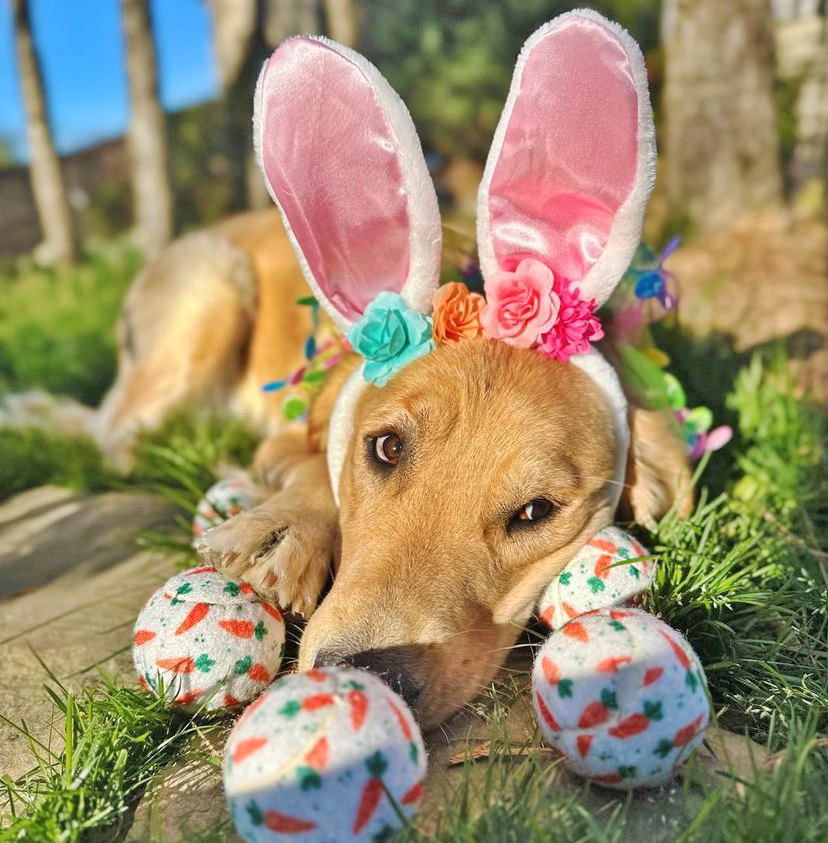 Easter Carrot Dog Tennis Balls