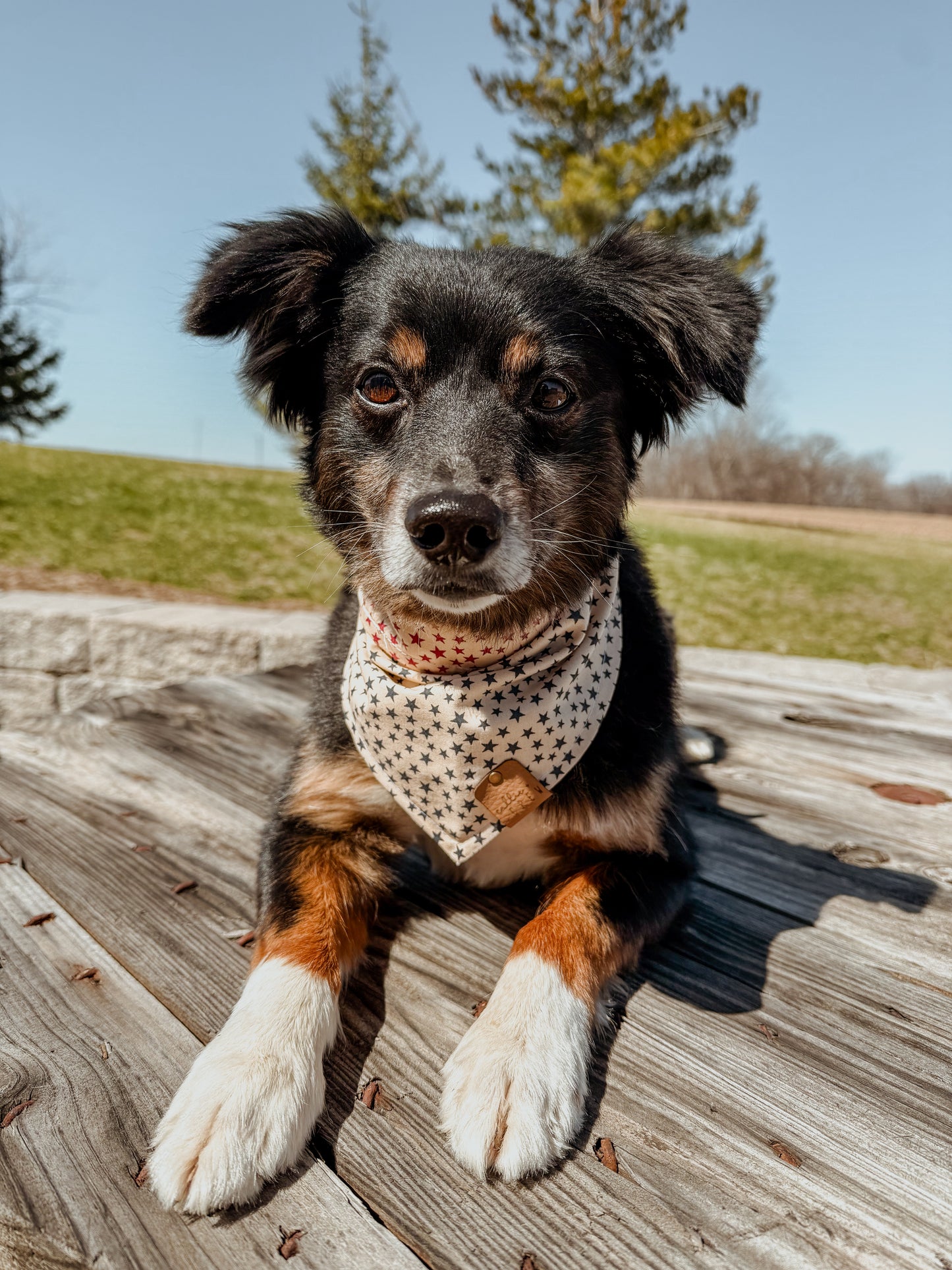 Reversible Star Bandana