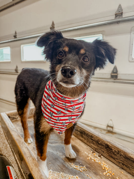 All-Star Bandana