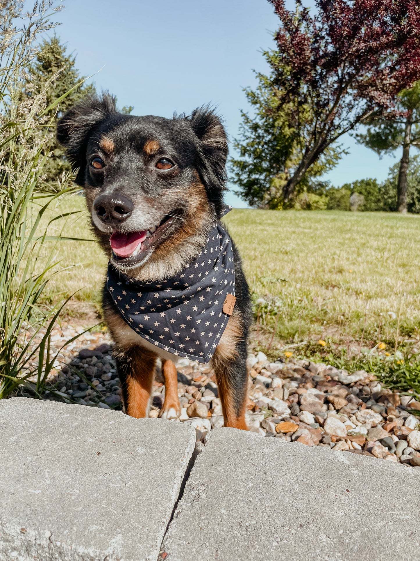 Stars Bandana