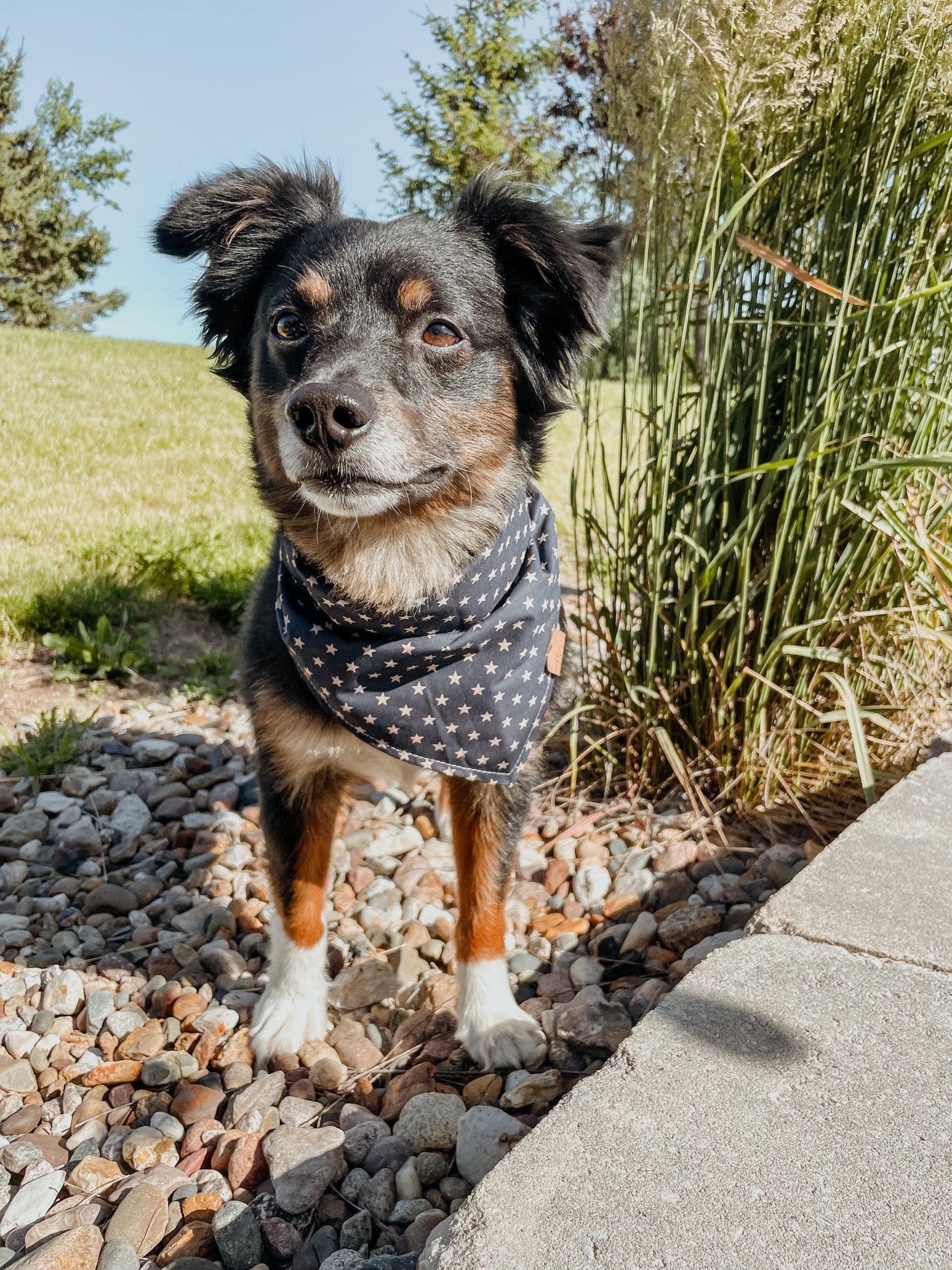 Stars Bandana