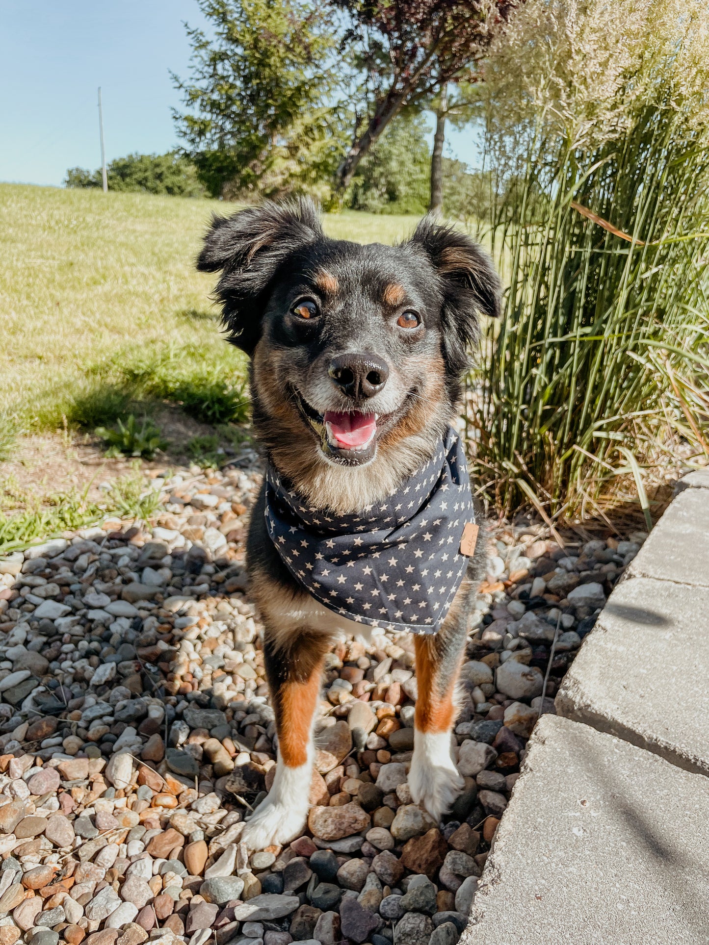 Stars Bandana