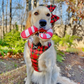 Candy Cane Sugar Cookie Plush Dog Toy