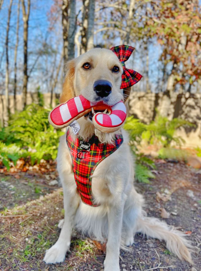 Candy Cane Sugar Cookie Plush Dog Toy