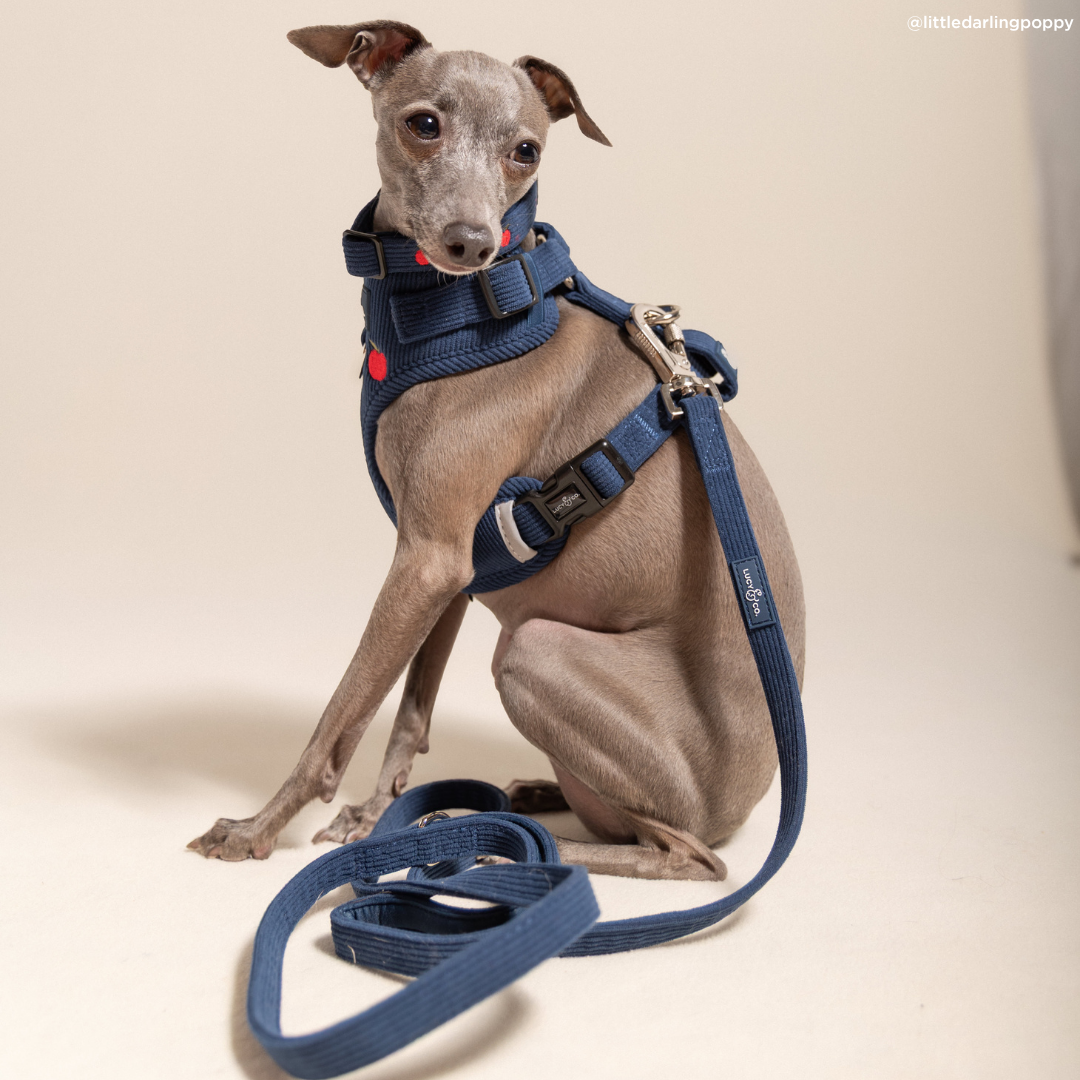 Appley Ever After Corduroy Leash