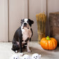 Halloween Ghosts Dog Toys, Set of 3