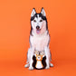 Oh Deer - Plush Dog Toy